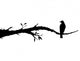 Bird Decals - Crow Sitting on a Branch Wall Decal