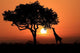Large South African Giraffe Silhouette Wall Decal