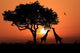 Large South African Giraffes Wall Decal
