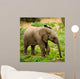 Little Elephant Wall Mural
