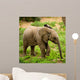 Little Elephant Wall Mural