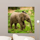 Little Elephant Wall Mural
