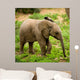 Little Elephant Wall Mural