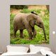 Little Elephant Wall Mural