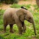 Little Elephant Wall Mural