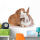 Rabbit with Guinea Pig Wall Decal