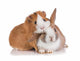 Rabbit with Guinea Pig Wall Decal