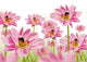 hummelparadies Wall Decal