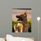 German Shepherd Mix Begging in Afternoon Sunlight Wall Mural