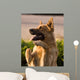German Shepherd Mix Begging in Afternoon Sunlight Wall Mural