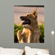 German Shepherd Mix Begging in Afternoon Sunlight Wall Mural
