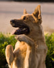 German Shepherd Mix Begging in Afternoon Sunlight Wall Mural