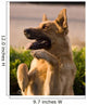 German Shepherd Mix Begging in Afternoon Sunlight Wall Mural