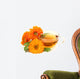 Herbal Calendula Tea Wall Decal