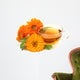 Herbal Calendula Tea Wall Decal