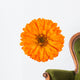 Calendula Officinalis Wall Decal