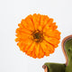 Calendula Officinalis Wall Decal