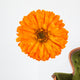 Calendula Officinalis Wall Decal