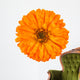 Calendula Officinalis Wall Decal