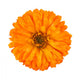Calendula Officinalis Wall Decal
