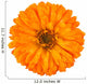Calendula Officinalis Wall Decal