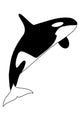 A black and white killer whale Wall Decal