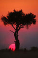 African Sunset Masai Mara Wall Decal