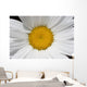 Daisy Wall Mural