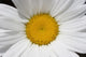 Daisy Wall Mural