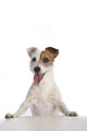 Jack Russell Terrier Standing Wall Decal