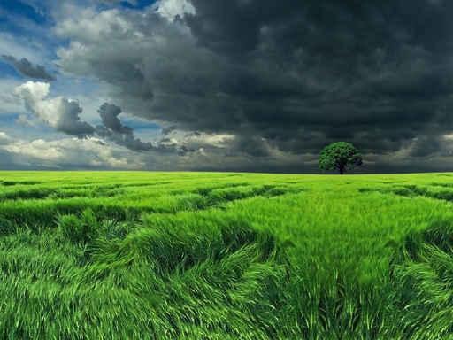 Dark Clouds over Field Wall Decal