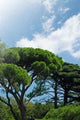 Landscape Wall Decal Design 5
