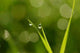 Drops Condensation Wall Decal Design 2