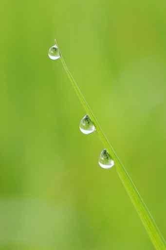 Drops Condensation Wall Decal Design 1