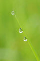 Drops Condensation Wall Decal Design 1