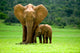 Elephant Mother With Cub Wall Mural