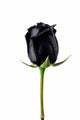 Black Rose Wall Decal