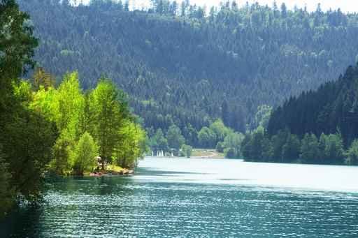 Forest and Water Nagoldtalsperre Wall Decal