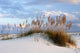 Wind-blown Dunes Wall Decal