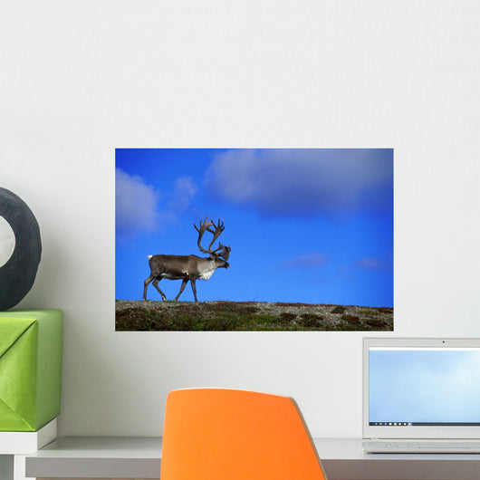 Caribou Walking On Hill Crest Wall Mural