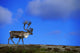 Caribou Walking On Hill Crest Wall Mural