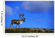 Caribou Walking On Hill Crest Wall Mural
