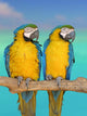 Two Parrots Wall Decal Design 2