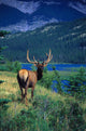 Elk In Summer By Mountain Lake Wall Mural