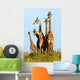 Family of Giraffes Wall Mural