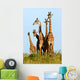 Family of Giraffes Wall Mural