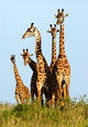 Family of Giraffes Wall Mural