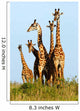 Family of Giraffes Wall Mural