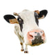 Funny Cute Nosey Cow Wall Decal