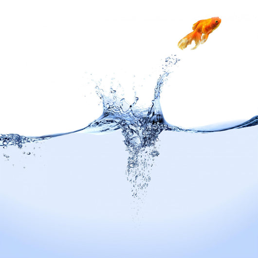 Jumping Goldfish Wall Mural